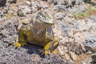 Büyük sarı toprak Iguana Güney Plaza Adası