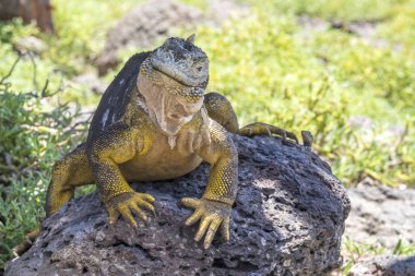 Büyük sarı toprak Iguana Güney Plaza Adası