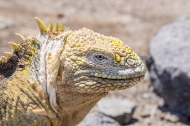 Büyük sarı toprak Iguana Güney Plaza Adası