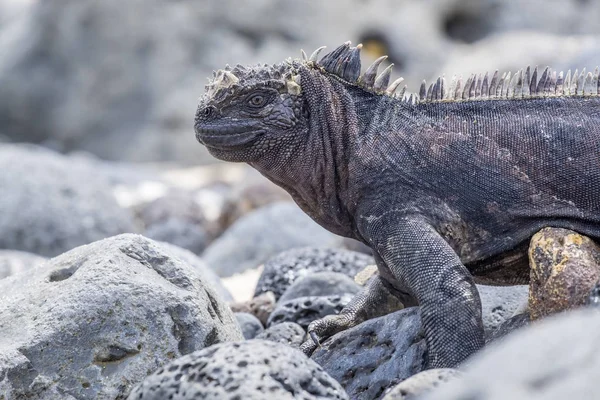 Iguana marina en las Islas Galápagos —  Fotos de Stock