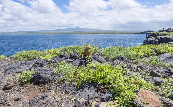 Large Yellow Land Iguana on South Plaza Island — Stock Photo, Image