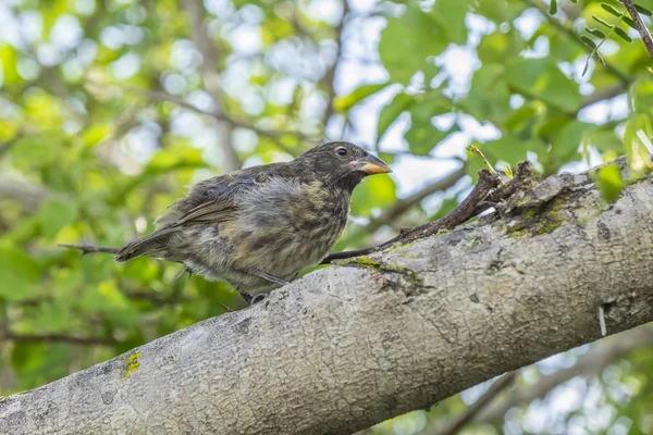 Finch di Darwin appollaiato su un albero vicino alla baia di Tortuga — Foto Stock