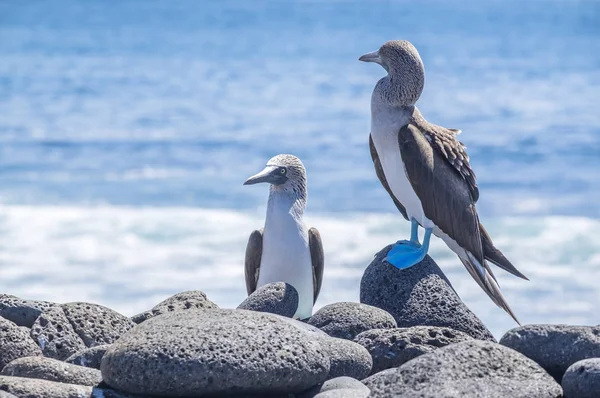 Par de piqueros de patas azules en las rocas de lava junto al mar —  Fotos de Stock