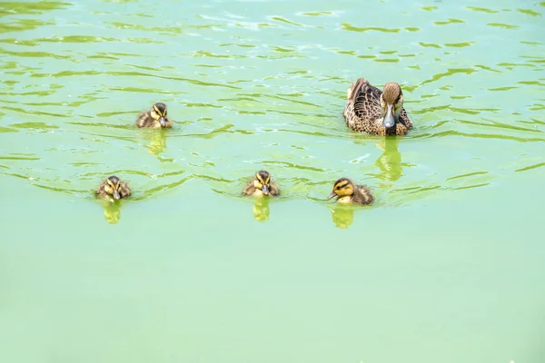 Pato de Pintail con mejillas blancas y patos bebé —  Fotos de Stock