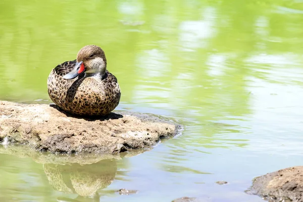 ホオジロオナガガモ鴨池のそばに座って — ストック写真