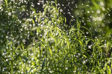 Arka bahçe arkadan aydınlatmalı bir yağmurlama sulama tesisleri