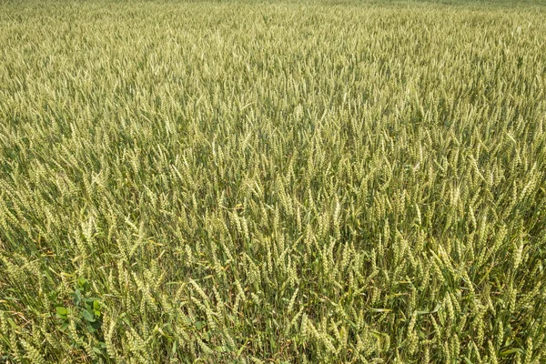 Campo de trigo perto — Fotografia de Stock