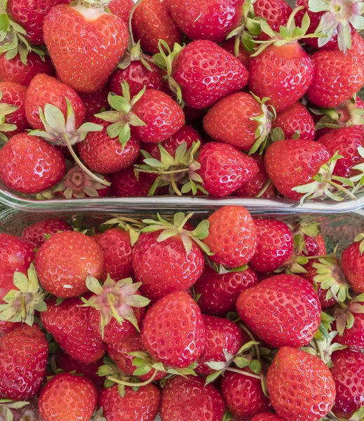 Vers geplukt aardbeien — Stockfoto