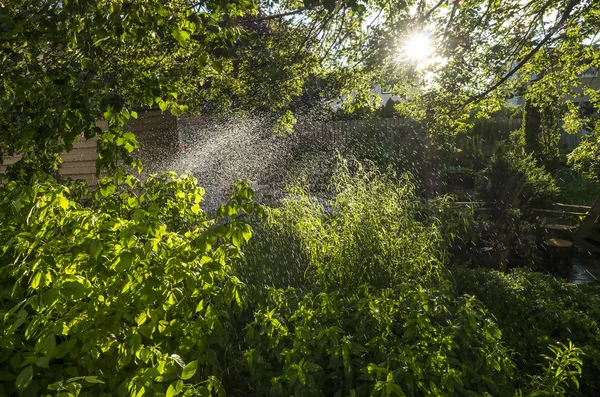 Riego de plantas con un rociador en un jardín patio trasero retroiluminado — Foto de Stock