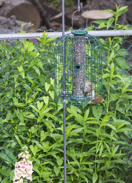 Rotes Eichhörnchen klaut und frisst Vogelsamen — Stockfoto