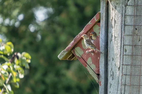 Vrouwelijke Sparrow voeden haar baby 's — Stockfoto