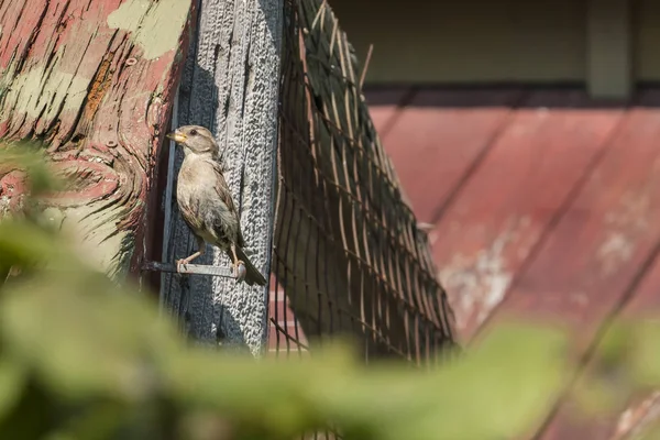 Vrouwelijke Sparrow voeden haar baby 's — Stockfoto