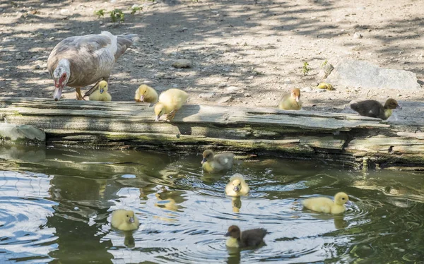 一群小鸭子和他们的妈妈的小池塘 — 图库照片