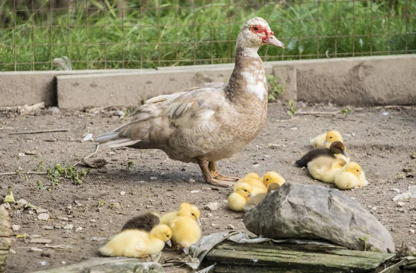 Mama Barbarijse eenden met haar kuikens — Stockfoto