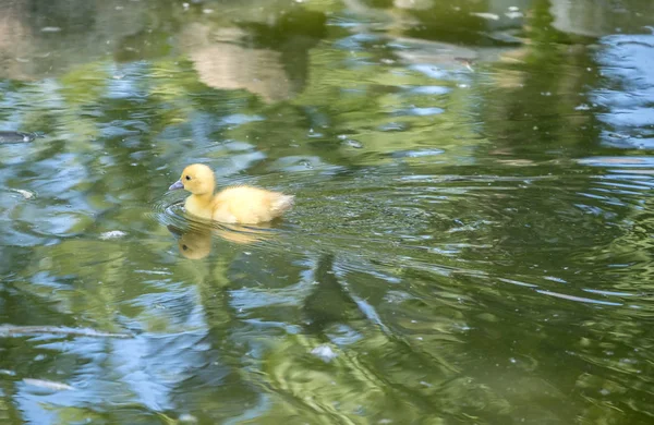 Muscovy patinagem natação — Fotografia de Stock