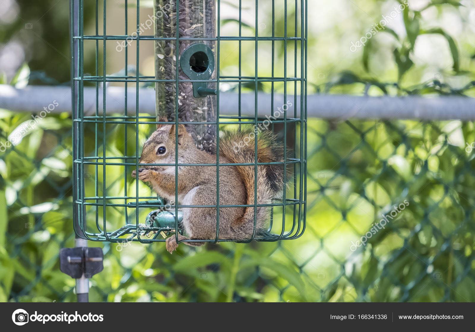 Red Squirrel Eating Bird Seeds Stock Photo by ©chiyacat 166341336