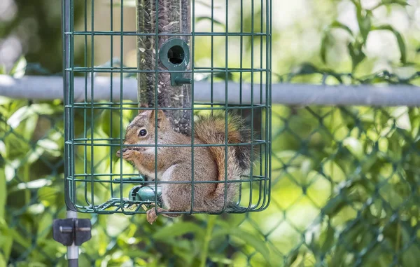 Esquilo vermelho comendo sementes de pássaros — Fotografia de Stock
