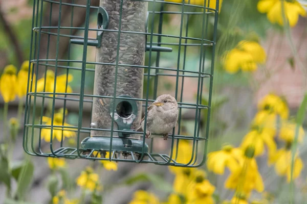 Juvenilní Sparrow sedí na krmítko — Stock fotografie