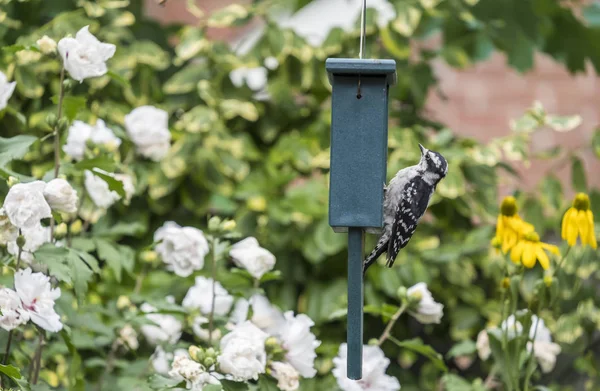 Downy Woodpecker at a Seed Cake Feeder — Stock Photo, Image