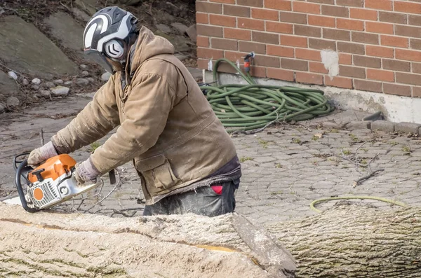 Mann Mit Schutzhelm Schneidet Mit Kettensäge Einen Großen Baumstamm — Stockfoto