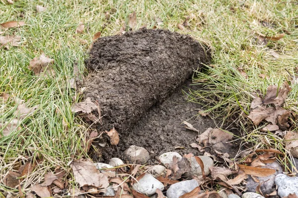 Wasberen Draaide Sod Een Achtertuin — Stockfoto