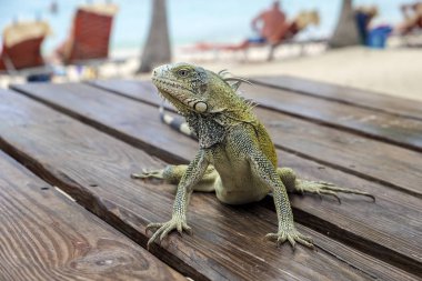 Blue Bay Curacao, Caribbean Beach'de bir piknik masada oturan Yeşil Iguana