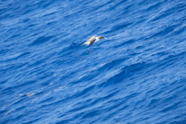 Juvenile Masked Booby Flying Caribbean Sea Looking Fish — Stock Photo, Image