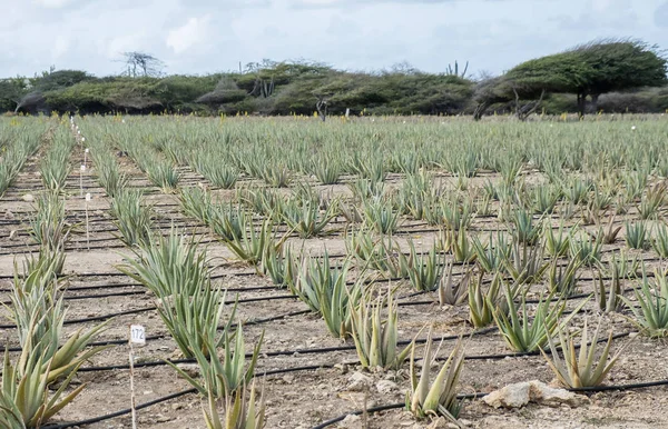 Plantação Aloés Aruba Caribe — Fotografia de Stock