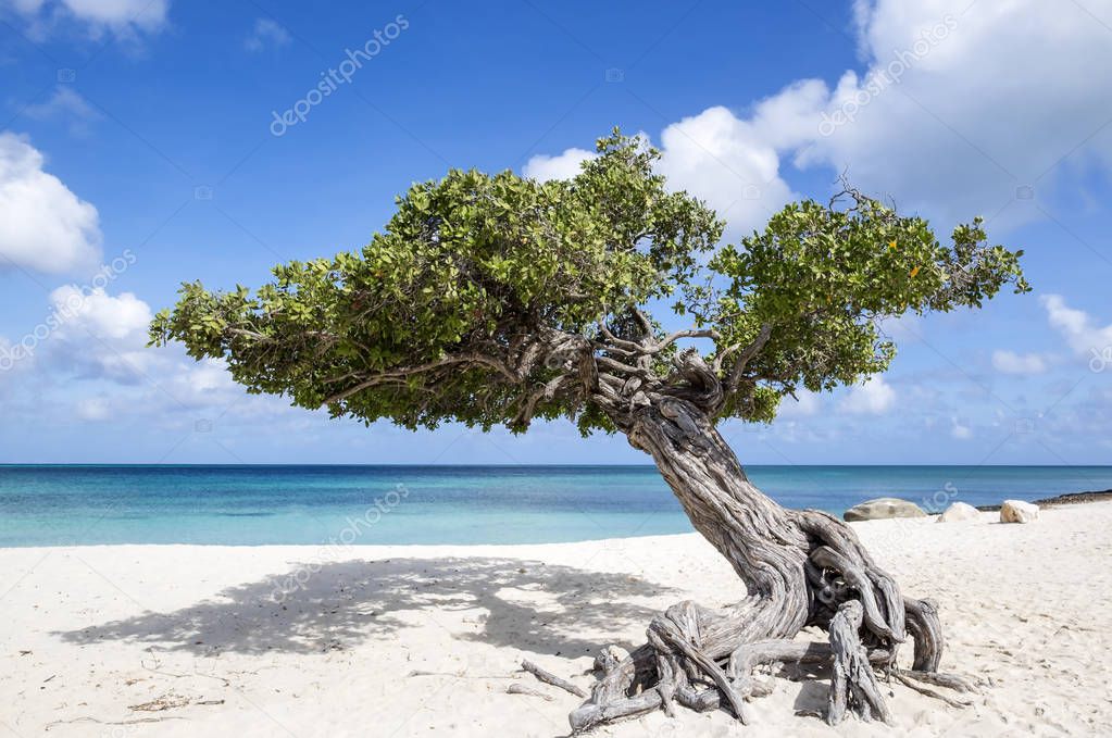 Divi Divi Tree on Eagle Beach Aruba, Caribbean