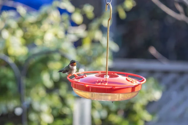 Colibrí Macho Con Garganta Rubí Alimentador Patio Trasero —  Fotos de Stock