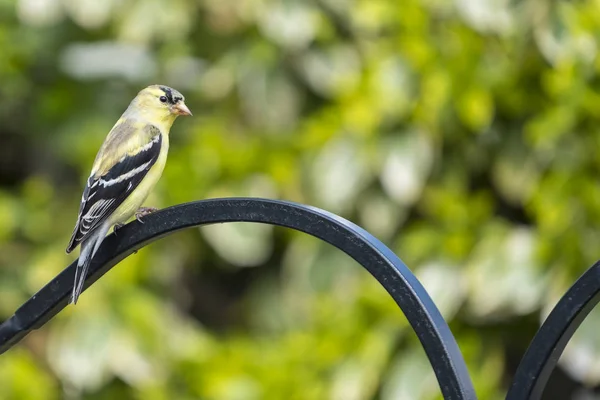 Male Goldfinch Undergoing Change Color Early Spring Perched Shepherd Hook — Stock Photo, Image