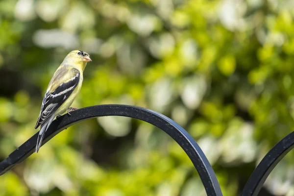 Goldfinch Masculino Mudança Cor Início Primavera Empoleirado Gancho Pastor Quintal — Fotografia de Stock