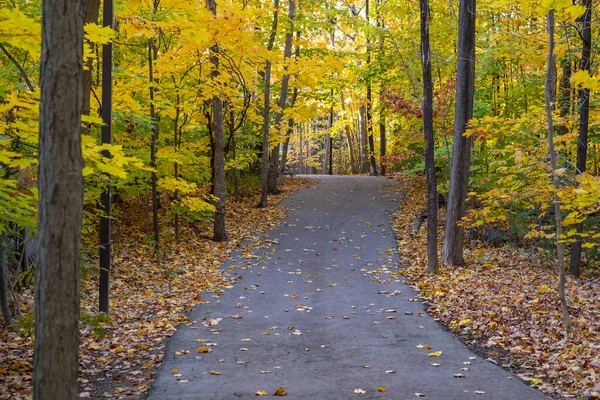 Colorful Fall Foliage Beautiful Path Woods — Stock Photo, Image