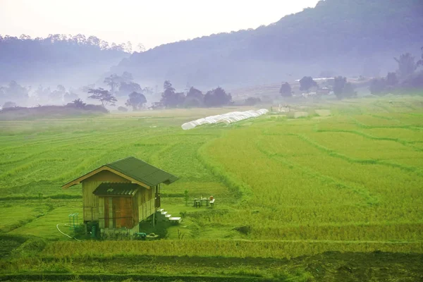 Cottage Terraced Rice Fields Fresh Atmosphere Sunlight Early Morning Background — 스톡 사진