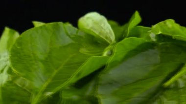 Fresh Spinach. Fresh vegetables on the tables