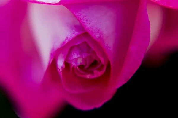 Macro Rosa Foto Flor — Fotografia de Stock