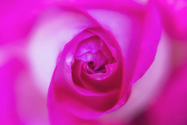 Macro Rosa Flor Fotografía — Foto de Stock