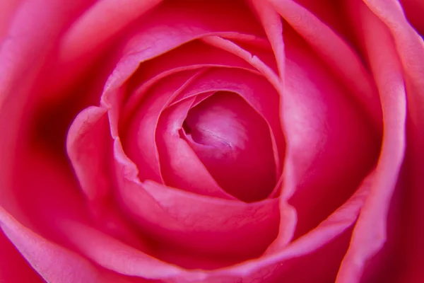 Makro Rosenblütenfotografie — Stockfoto