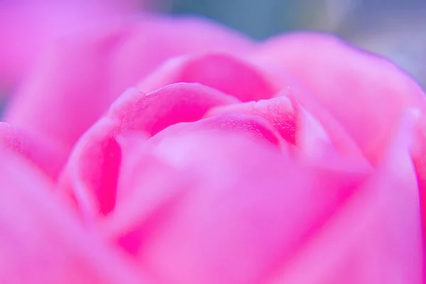 Macro Rosa Flor Fotografía — Foto de Stock