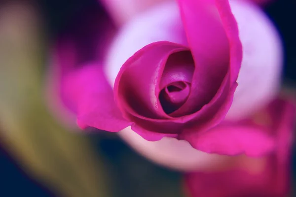 Macro Rosa Foto Flor — Fotografia de Stock