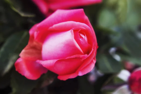 Macro rose flower photography