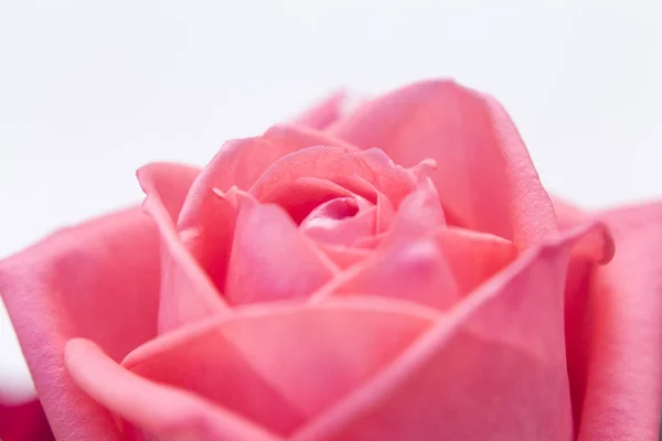 Фотографія Квітки Макро Троянди — стокове фото