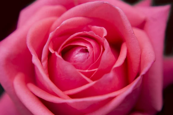 Macro rose flower photography