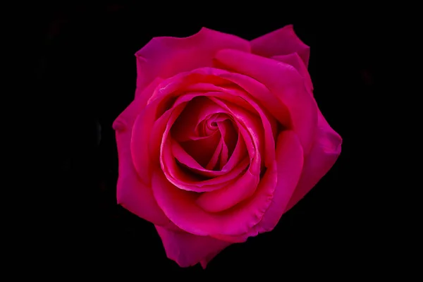 Macro Rose Flower Photography Stock Image