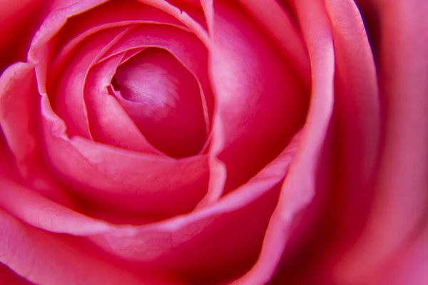 Macro Rose Flower Photography Stock Photo