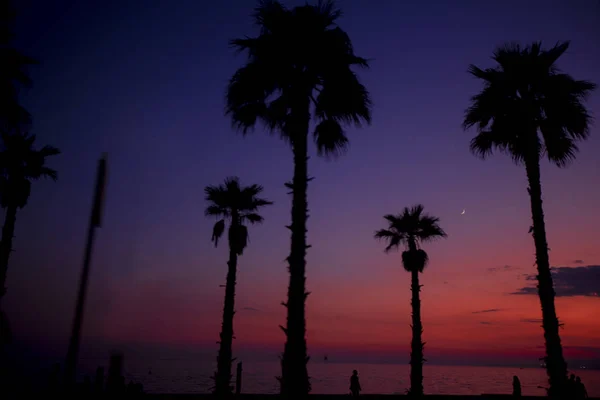 Fotografia Palme Strada Durante Bellissimo Tramonto Viola Arancione Parco Della — Foto Stock