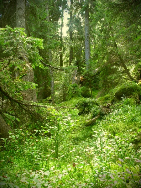 Ultra green magic forest