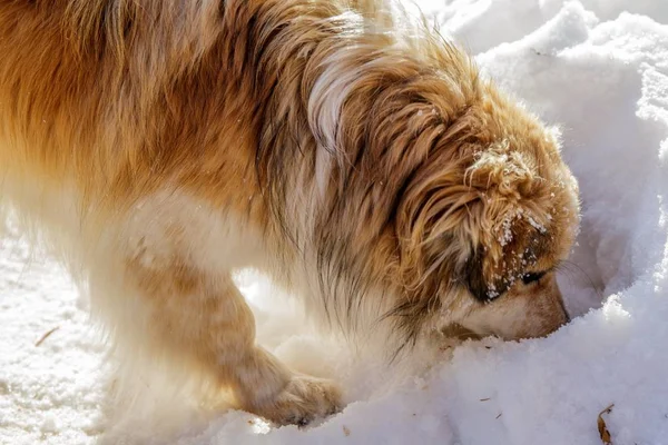 Roter Zotteliger Hund Der Schnee Nahaufnahme — Stockfoto