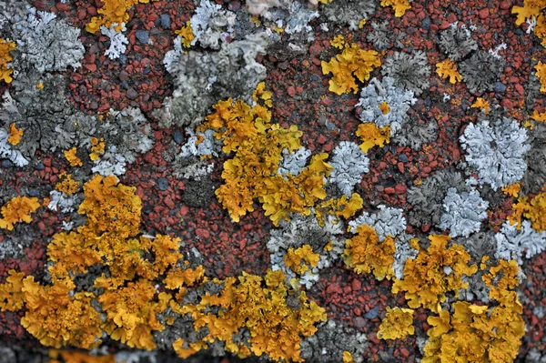 Abstract and bright patterns of a lichen. The lichen which grows on a roof creates bright and unique abstarktny patterns