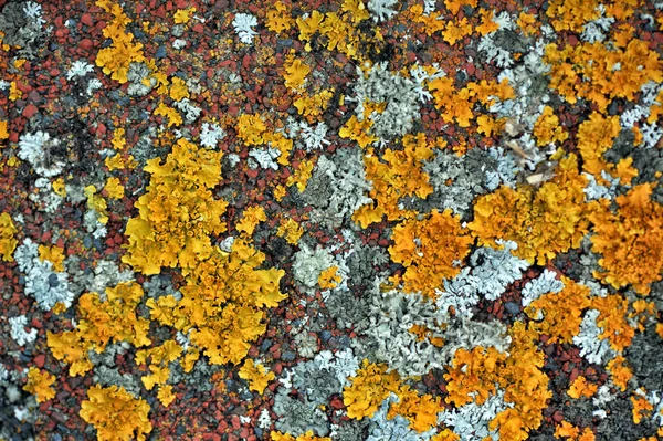 Los Patrones Abstractos Brillantes Del Liquen Liquen Que Crece Techo —  Fotos de Stock